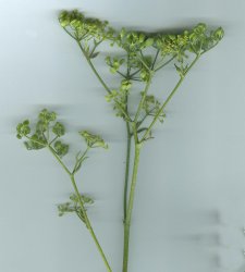 Pastinaca sativa subsp. urens