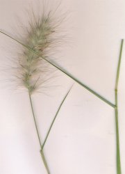 pennisetum-villosum