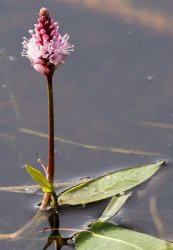 persicaria-amphibia