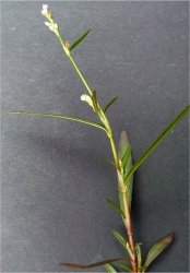 persicaria-minor-tout.jpg