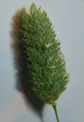phalaris-brachystachys