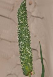 phalaris-minor