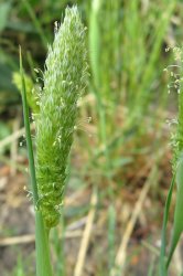 phalaris-paradoxa