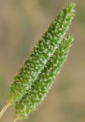 phleum-paniculatum