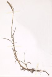 phleum-pratense-subsp-pratense