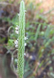 phleum-subulatum