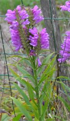 physostegia-virginiana