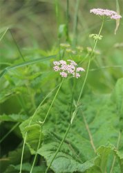 pimpinella-major