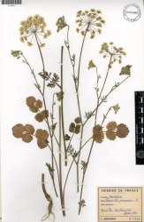 pimpinella-peregrina