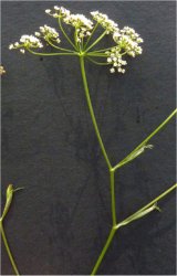 pimpinella-saxifraga