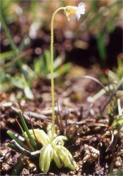 pinguicula-lusitanica