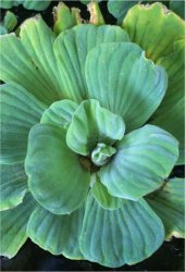 pistia-stratiotes