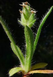plantago-bellardii