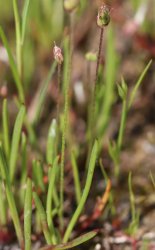 plantago-weldenii