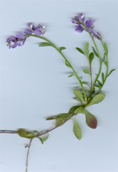 polygala-calcarea
