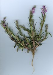 polygala-comosa