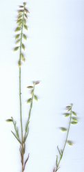 polygala-monspeliaca