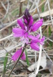 polygala-nicaeensis