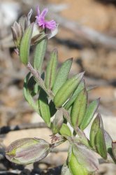 polygala-rupestris