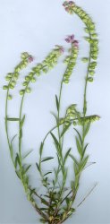 polygala-vulgaris