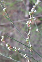 polygonum-arenarium