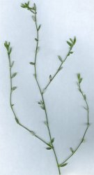 polygonum-aviculare
