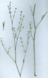 polygonum-bellardii