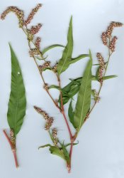 polygonum-lapathifolium