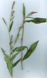 polygonum-persicaria