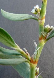 polygonum-roberti
