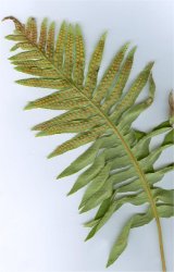 polypodium-cambricum