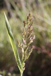 polypogon-viridis