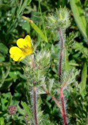 potentilla-pedata
