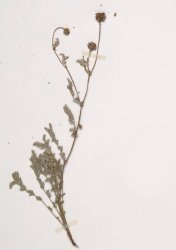 poterium-verrucosum