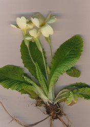primula-vulgaris