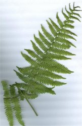 pteridium-aquilimum