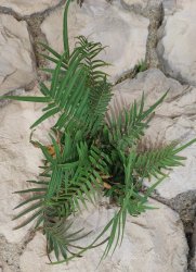 thelypteris-palustris
