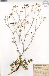ptychotis-heterophylla