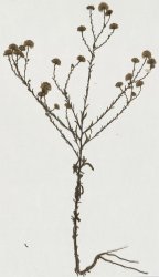 pulicaria-sicula