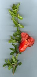punica-granatum