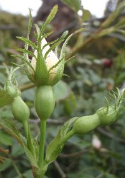 rosa-agrestis