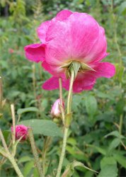 rosa-gallica