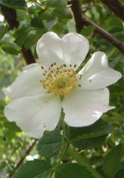 rosa-montana