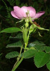 rosa-rubiginosa-tout.jpg