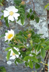 rosa-stylosa