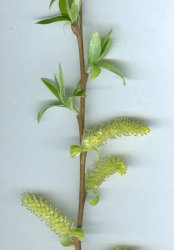 salix-babylonica