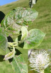 salix-caprea