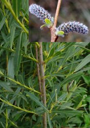 salix-purpurea