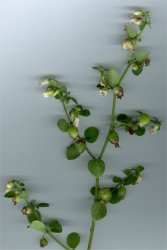 salpichroa-origanifolia
