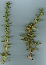 salsola-soda